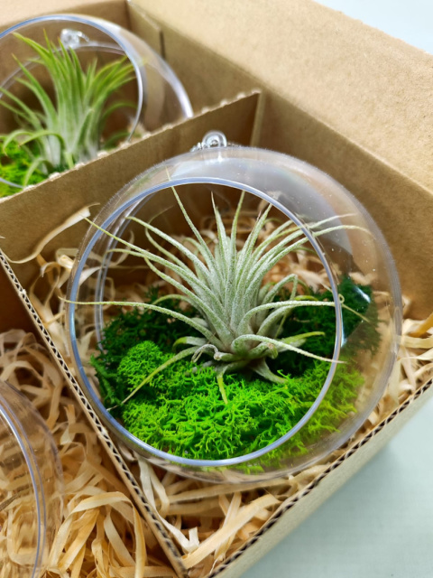 Zestaw 4x Żywa bombka | Oplątwa w kuli 8 i 10cm | Tillandsia Mix