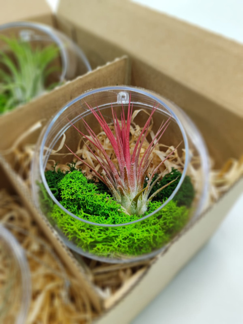 Zestaw 4x Żywa bombka | Oplątwa w kuli 8 i 10cm | Tillandsia Mix