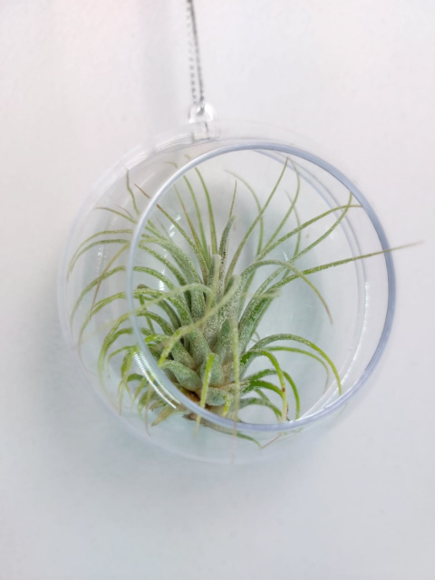 Zestaw 4x Żywa bombka | Oplątwa w kuli 8 i 10cm | Tillandsia Mix