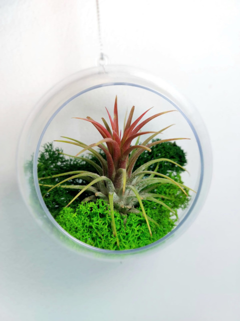 Zestaw 4x Żywa bombka | Oplątwa w kuli 8 i 10cm | Tillandsia Mix