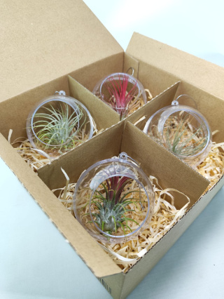 Zestaw 4x Żywa bombka | Oplątwa w kuli 8cm | Tillandsia Mix