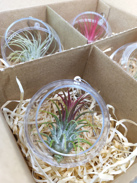 Zestaw 4x Żywa bombka | Oplątwa w kuli 8cm | Tillandsia Mix