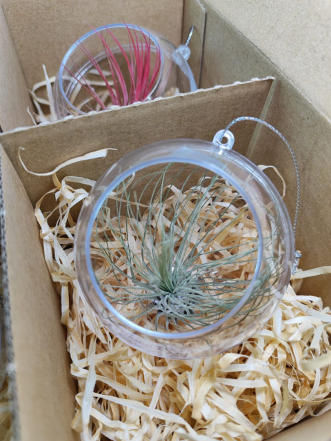 Zestaw 4x Żywa bombka | Oplątwa w kuli 8cm | Tillandsia Mix