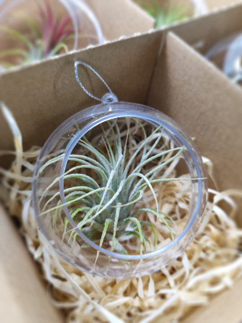 Zestaw 4x Żywa bombka | Oplątwa w kuli 8cm | Tillandsia Mix