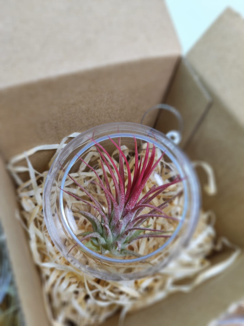 Zestaw 4x Żywa bombka | Oplątwa w kuli 8cm | Tillandsia Mix