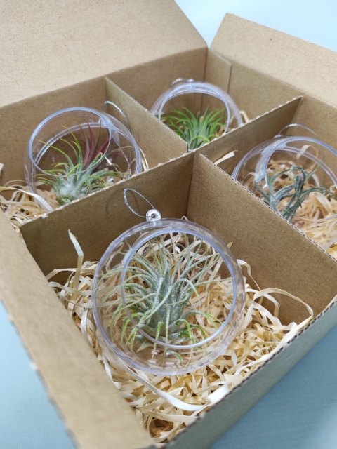 Zestaw 4x Żywa bombka | Oplątwa w kuli 8cm | Tillandsia Mix