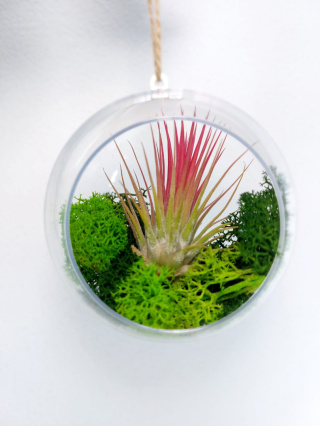 Oplątwa w kuli | Tillandsia Ionantha Red