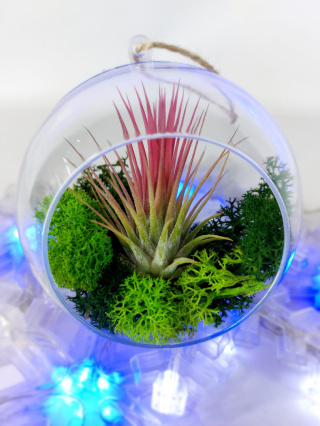 Oplątwa w kuli | Tillandsia Ionantha Red