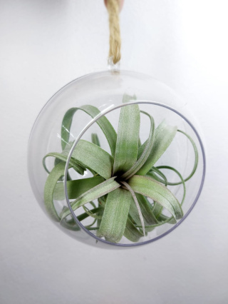 Oplątwa w kuli | Tillandsia Curly Slim