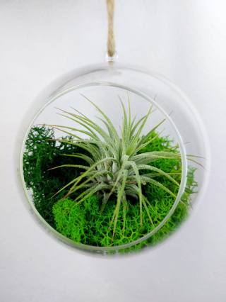 Oplątwa w kuli | Tillandsia Ionantha Green