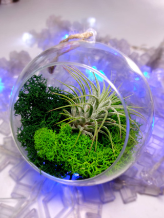 Oplątwa w kuli | Tillandsia Ionantha Green