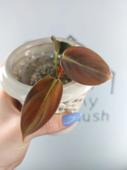 Philodendron Gigas | 10-15cm
