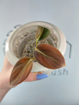 Philodendron Gigas | 10-15cm