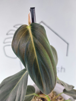 Philodendron Gigas | 25-30cm