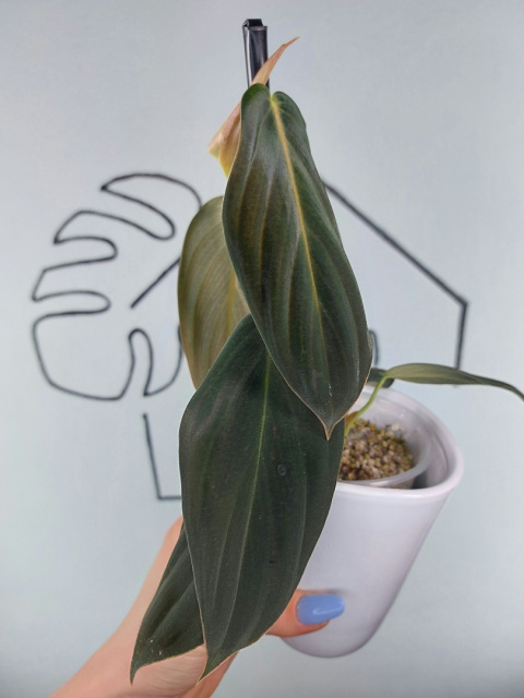 Philodendron Gigas | 25-30cm