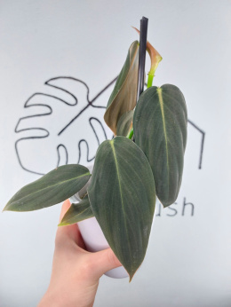 Philodendron Gigas | 25-30cm