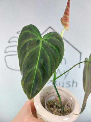 Philodendron Melanochrysum | 25-30cm