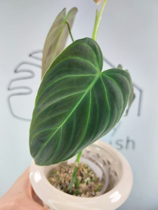 Philodendron Melanochrysum | 25-30cm