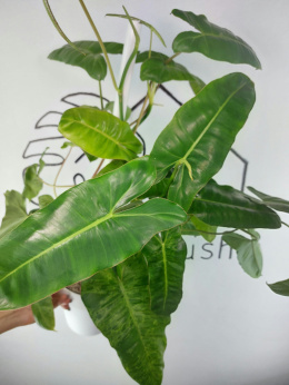 Philodendron Paraiso Verde XXL | 60-65cm