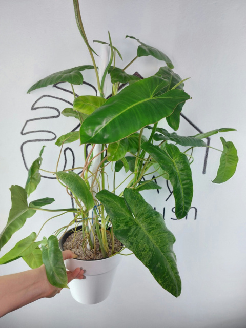Philodendron Paraiso Verde XXL | 60-65cm
