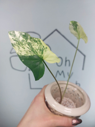 Syngonium Albo Variegata | 15-20cm