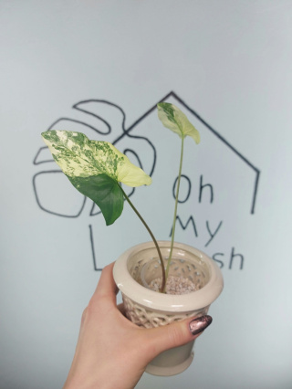 Syngonium Albo Variegata | 15-20cm