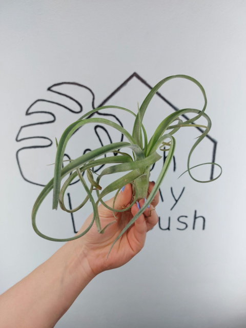 Tillandsia Curly Slim XL Oplątwa