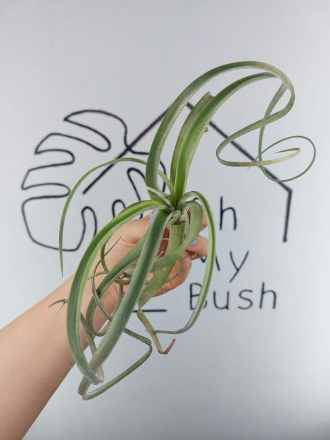 Tillandsia Curly Slim XL Oplątwa