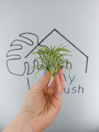 Tillandsia Ionantha Rubra Oplątwa