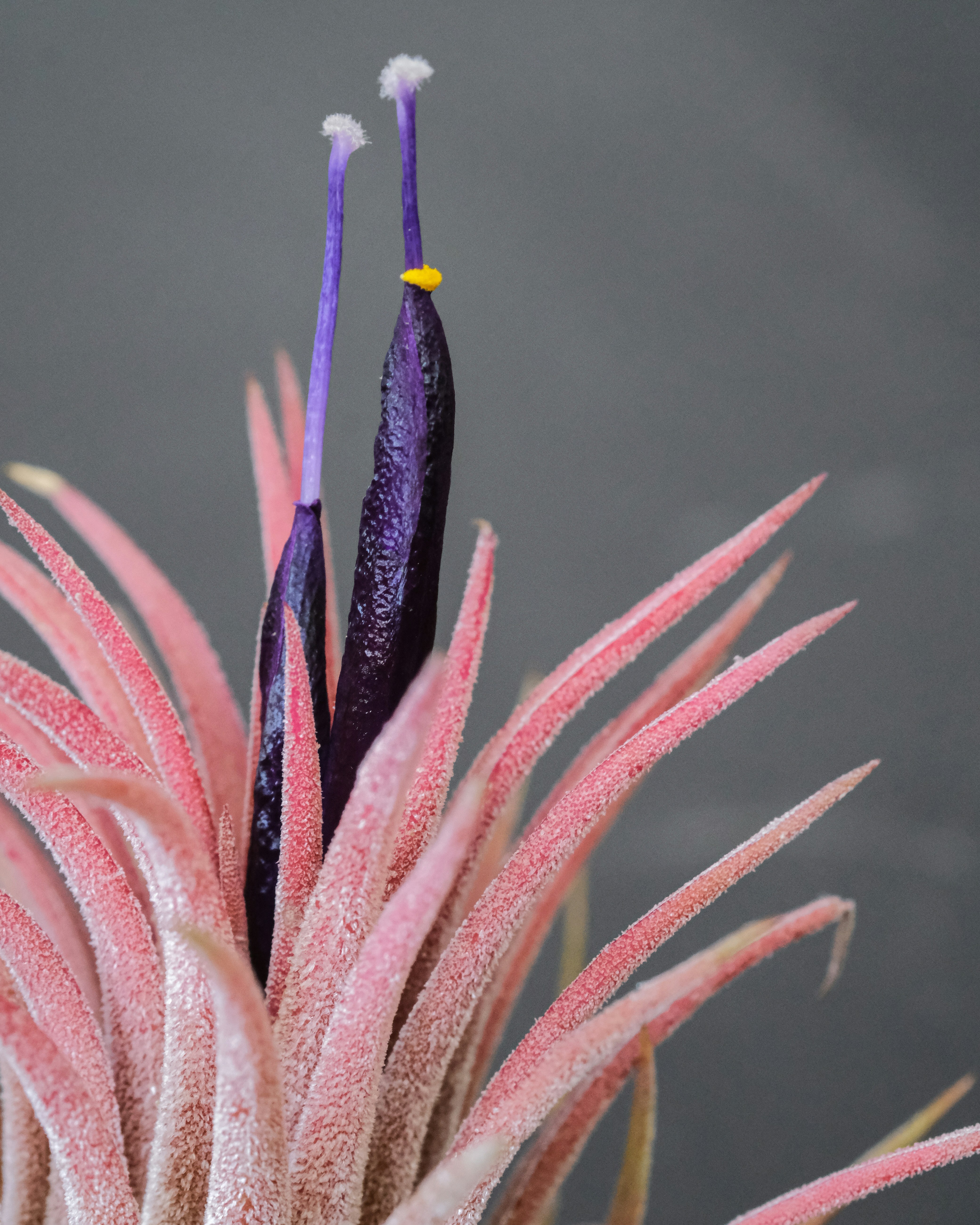 Tillandsia Rubra Kwiat