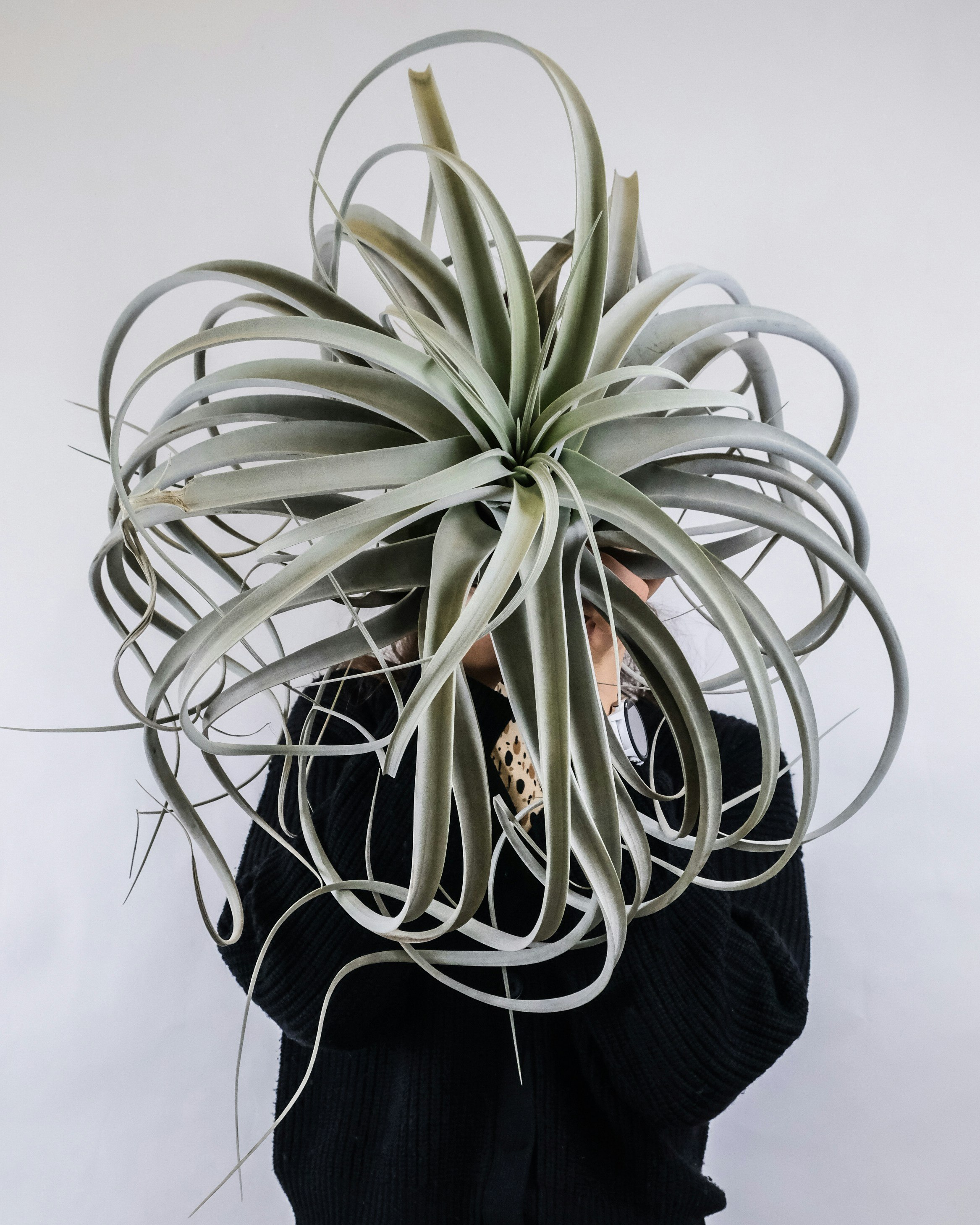 Tillandsia Xerographica