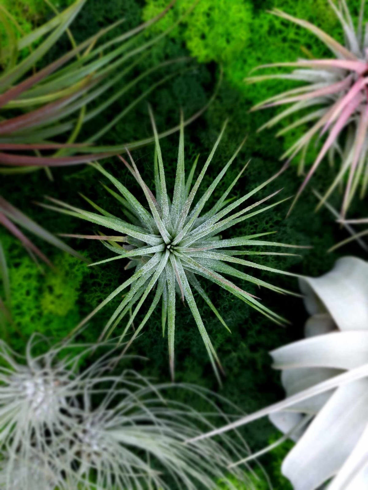 Tillandsia