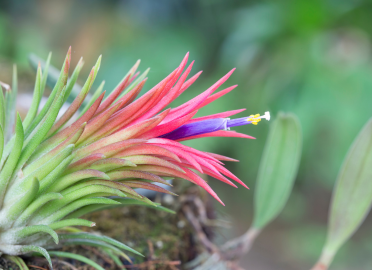 Tillandsia Ionantha Red