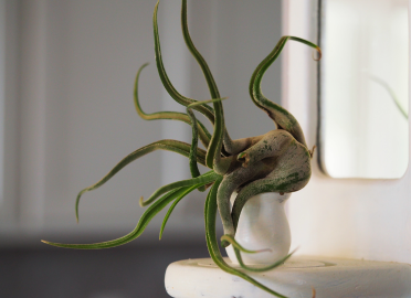 Tillandsia Caput Medusae