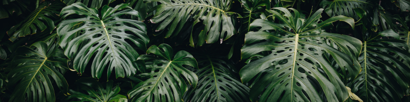 Monstera deliciosa