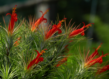 Tillandsia Funckiana