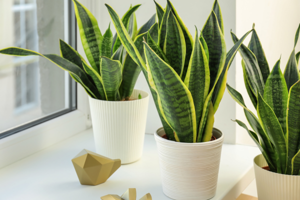 Sansevieria